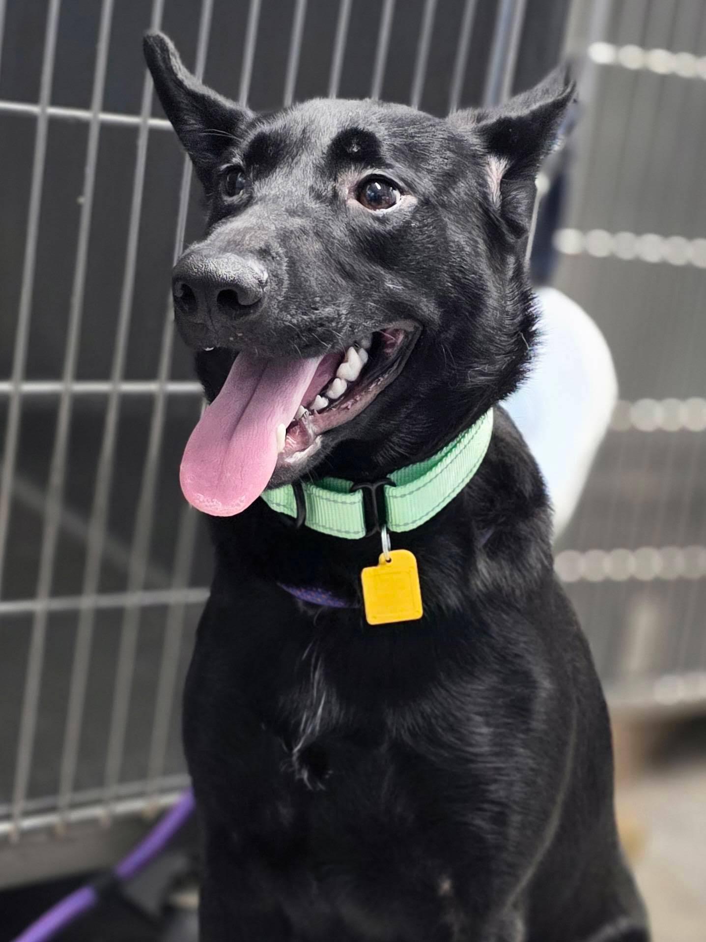 Harley Quinn, a ADOPTABLE mixed breed in Chesterfield, MO image 2/2