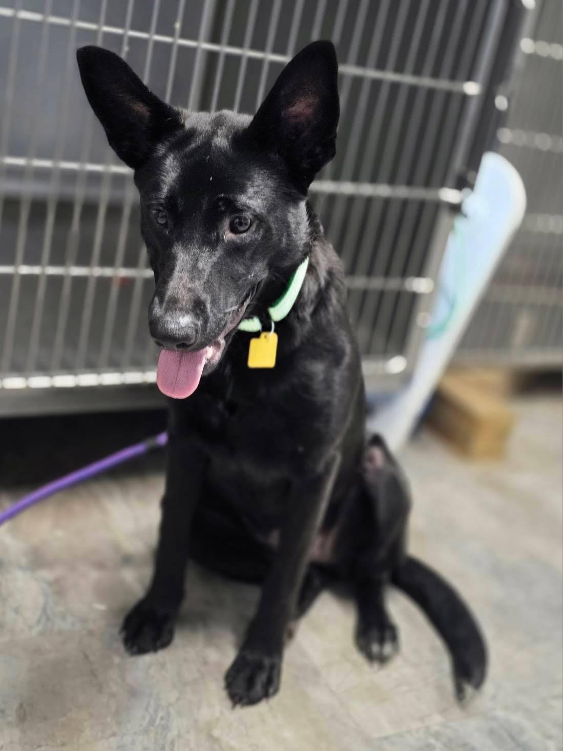 Harley Quinn, ADOPTABLE, Young Female German Shepherd Dog.
