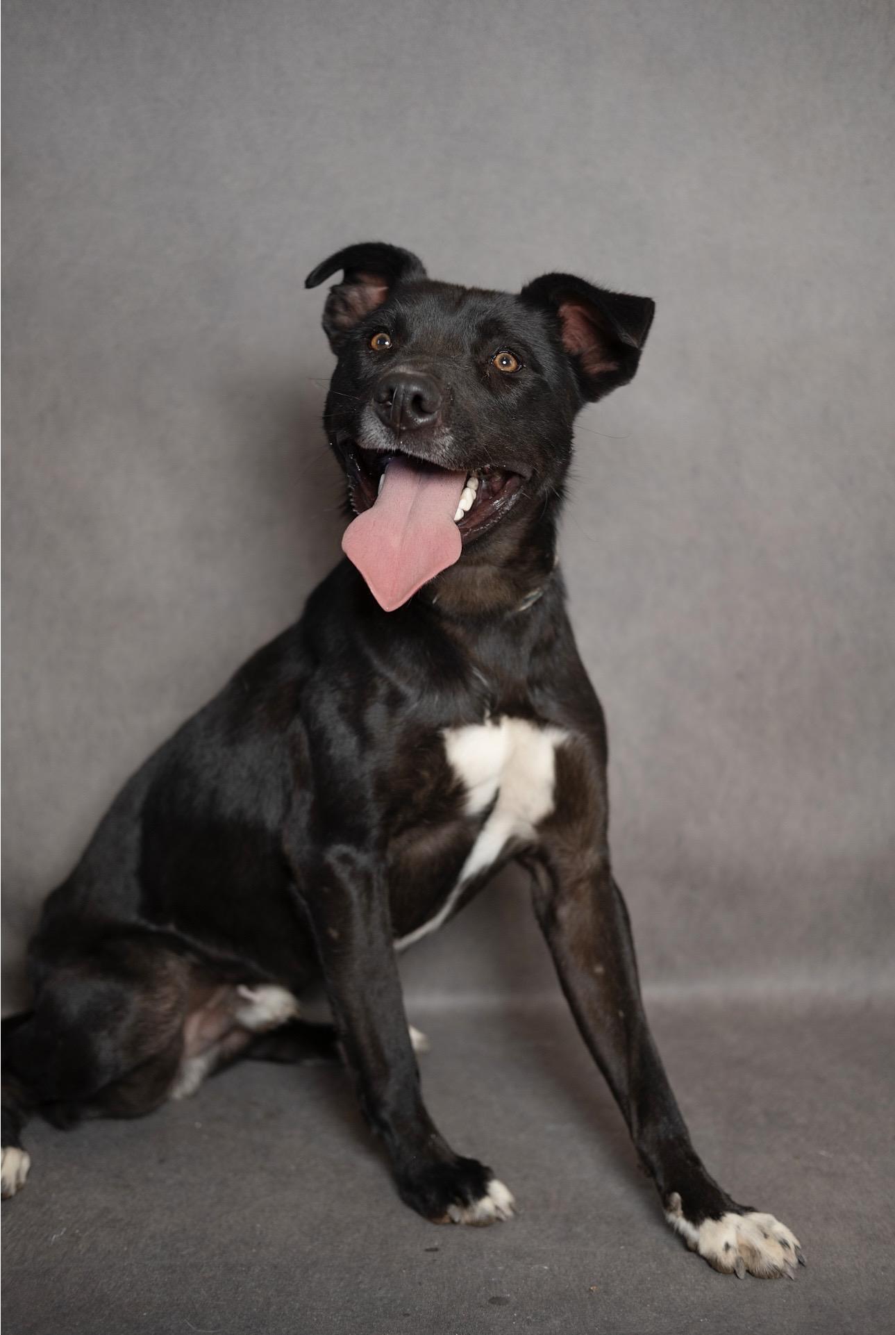 Enlarge Curly, a Adoptable mixed breed in Lubbock, TX image 5/5