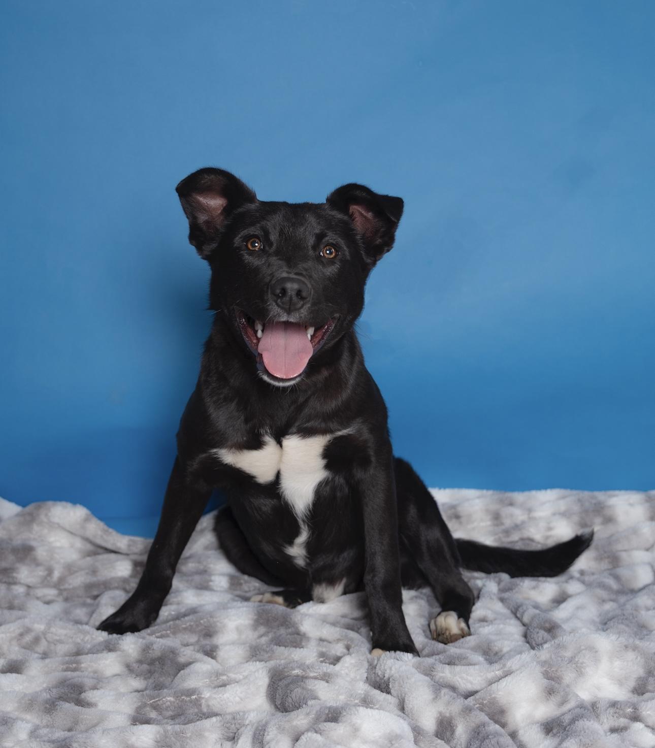 Enlarge Curly, a Adoptable mixed breed in Lubbock, TX image 1/5