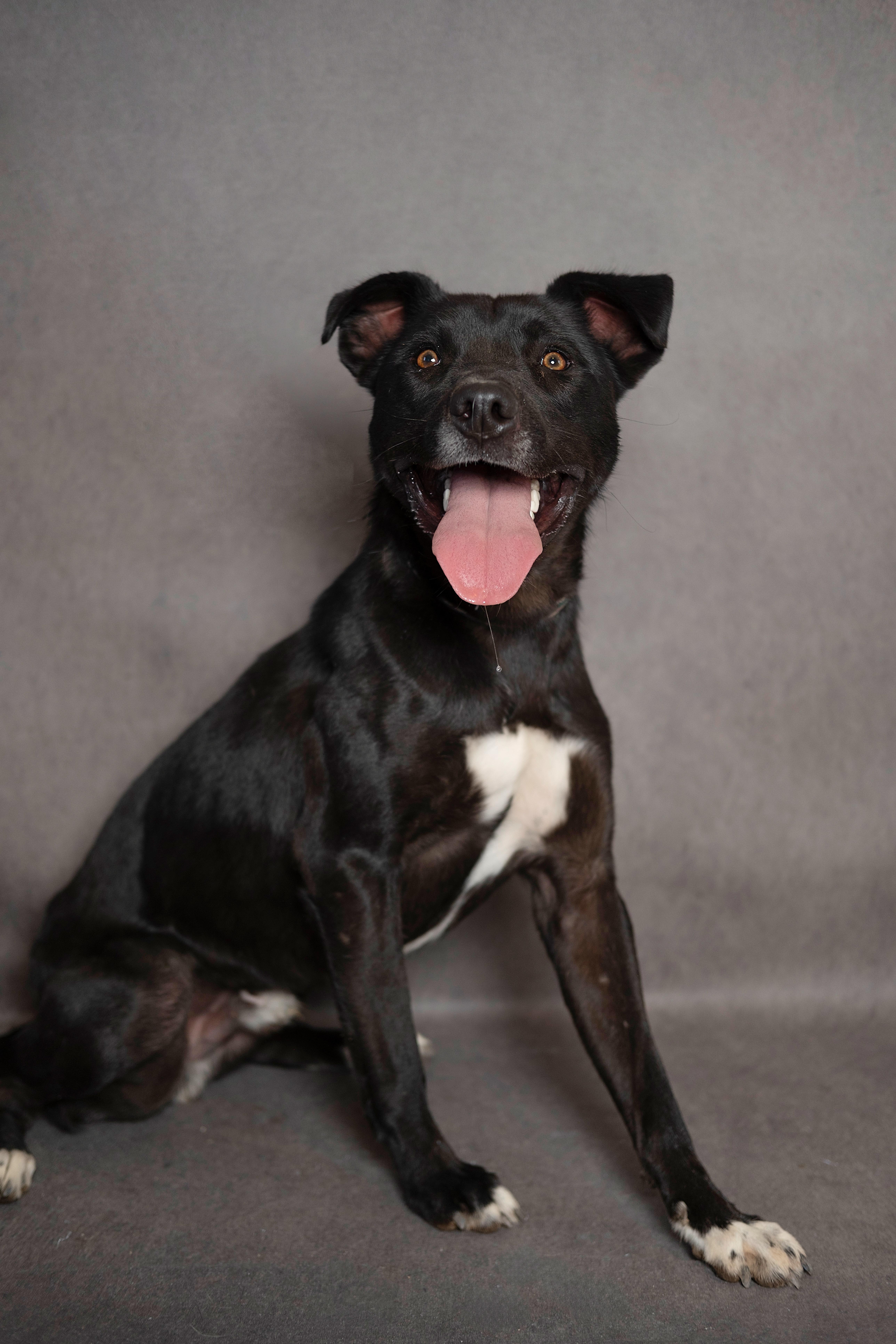 Enlarge Curly, a Adoptable mixed breed in Lubbock, TX image 3/5
