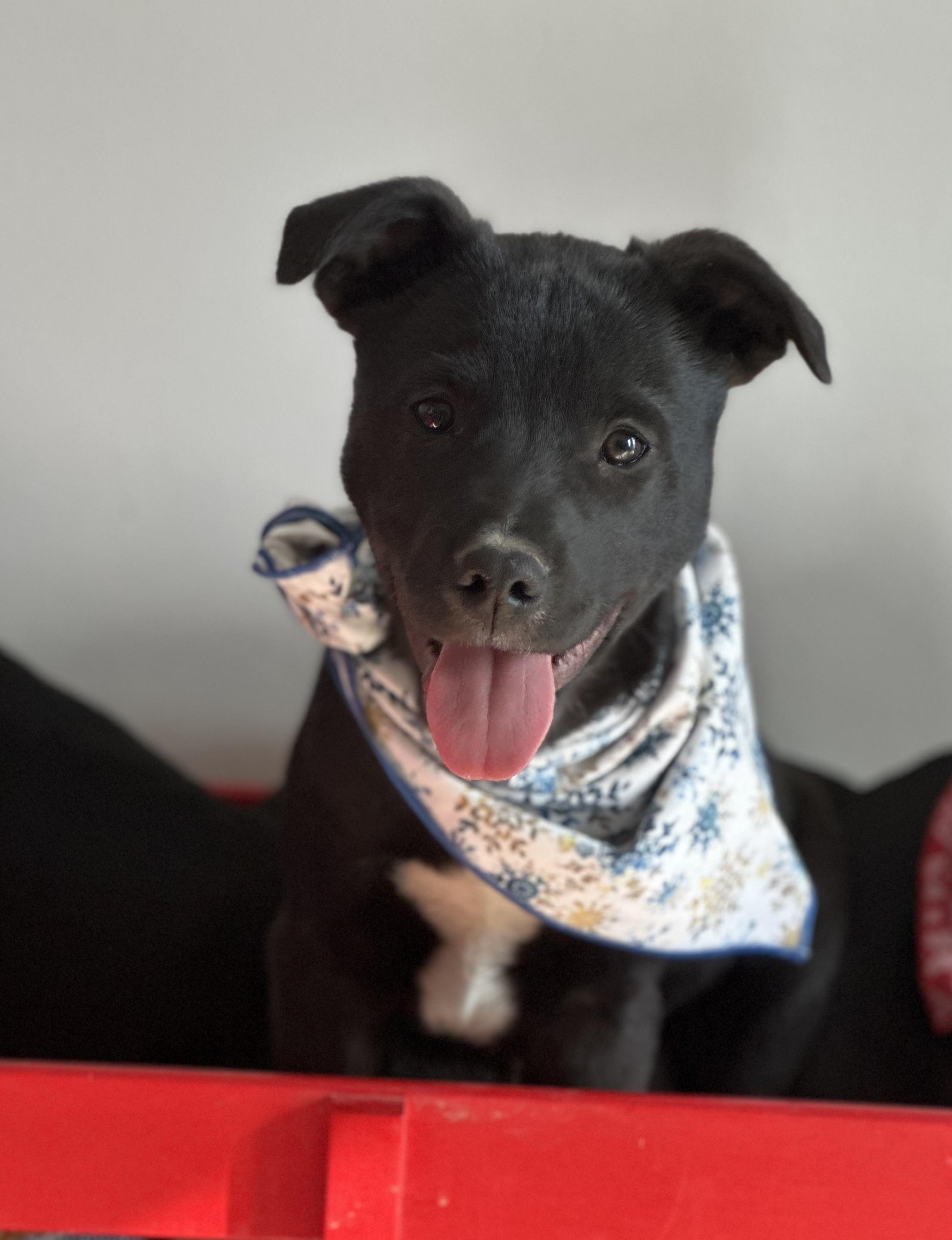 Enlarge Curly, a Adoptable mixed breed in Lubbock, TX image 2/5