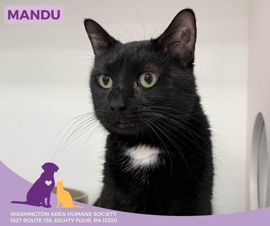 Enlarge Mandu, an adopted mixed breed in Eighty Four, PA image 2/2