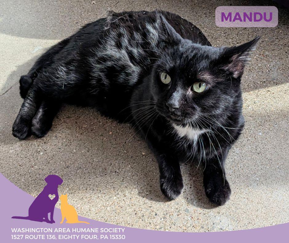 Mandu, ADOPTABLE, Adult Male Domestic Short Hair.