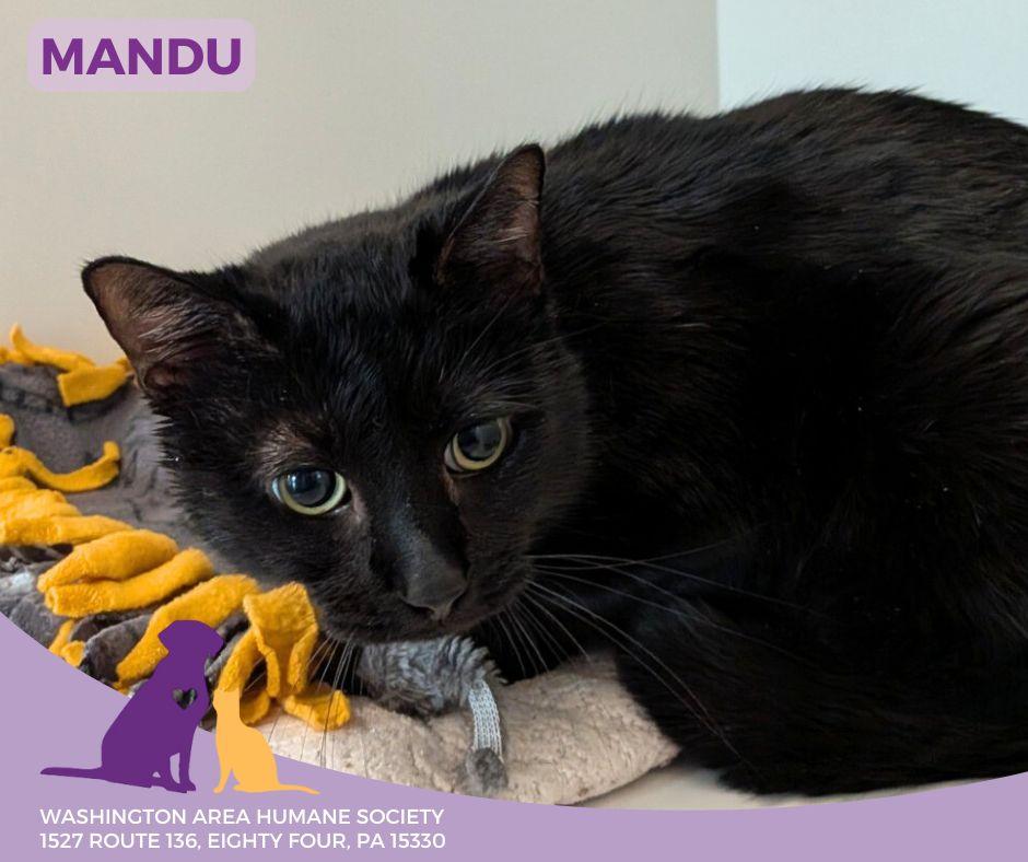 Enlarge Mandu, a ADOPTABLE mixed breed in Eighty Four, PA image 1/1