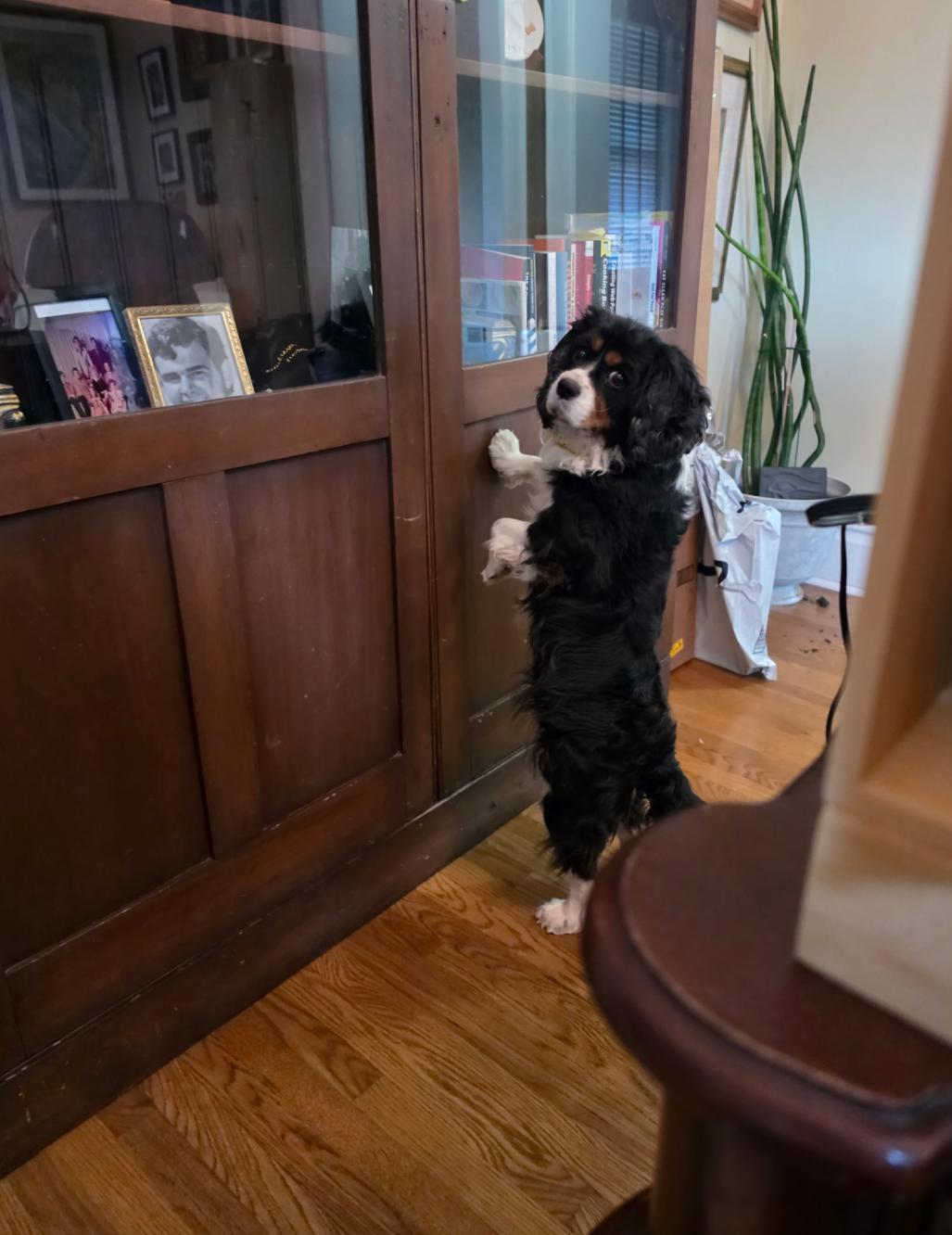 Enlarge Shirley - ARR, a Adoptable Cavalier King Charles Spaniel in Pataskala, OH image 1/2