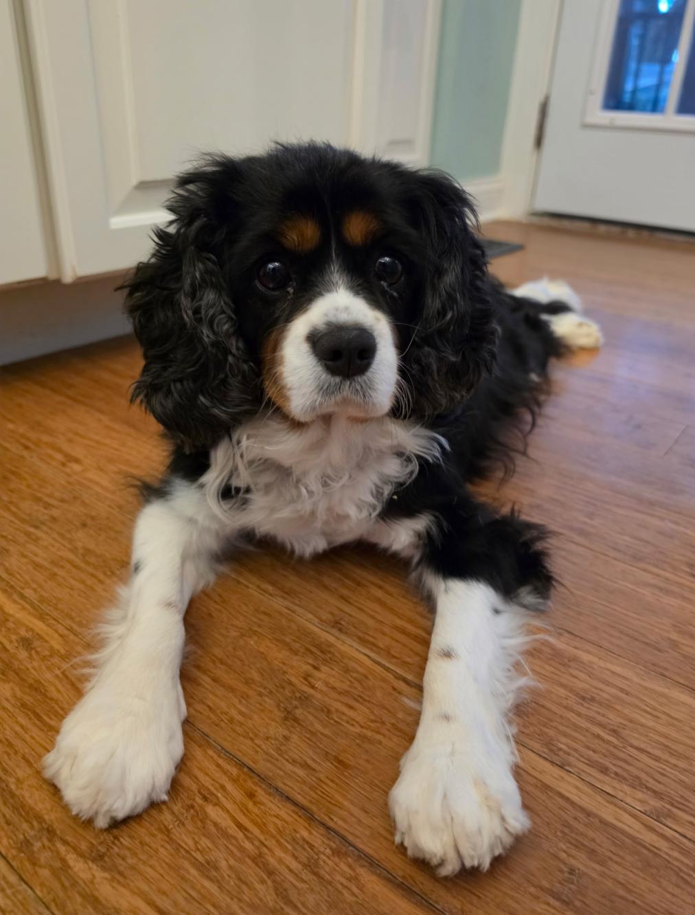 Enlarge Shirley - ARR, a Adoptable Cavalier King Charles Spaniel in Pataskala, OH image 2/2