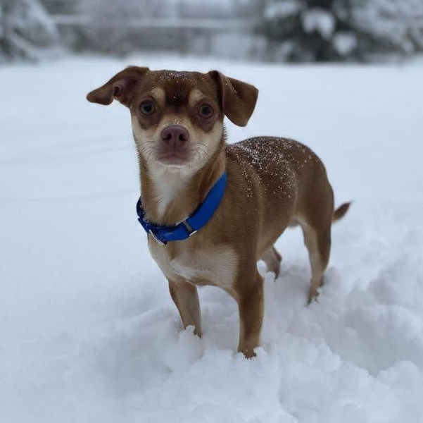 Willa — thumbnail 2