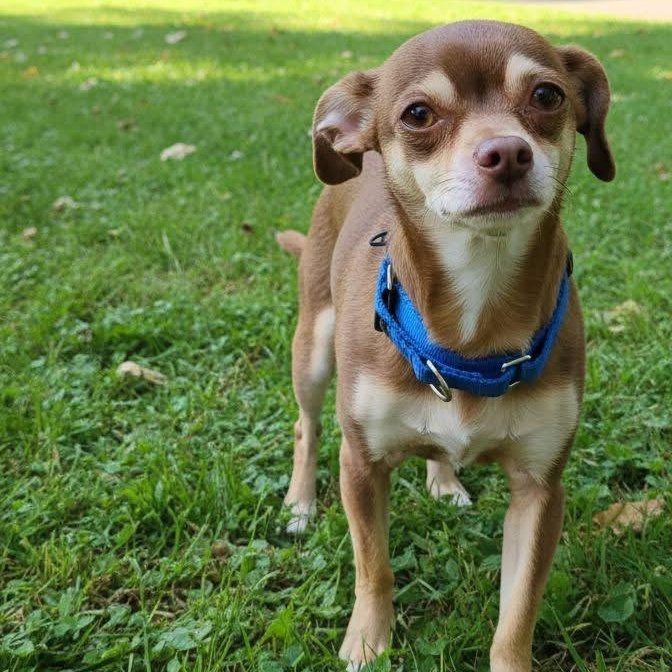 Willa — thumbnail 6