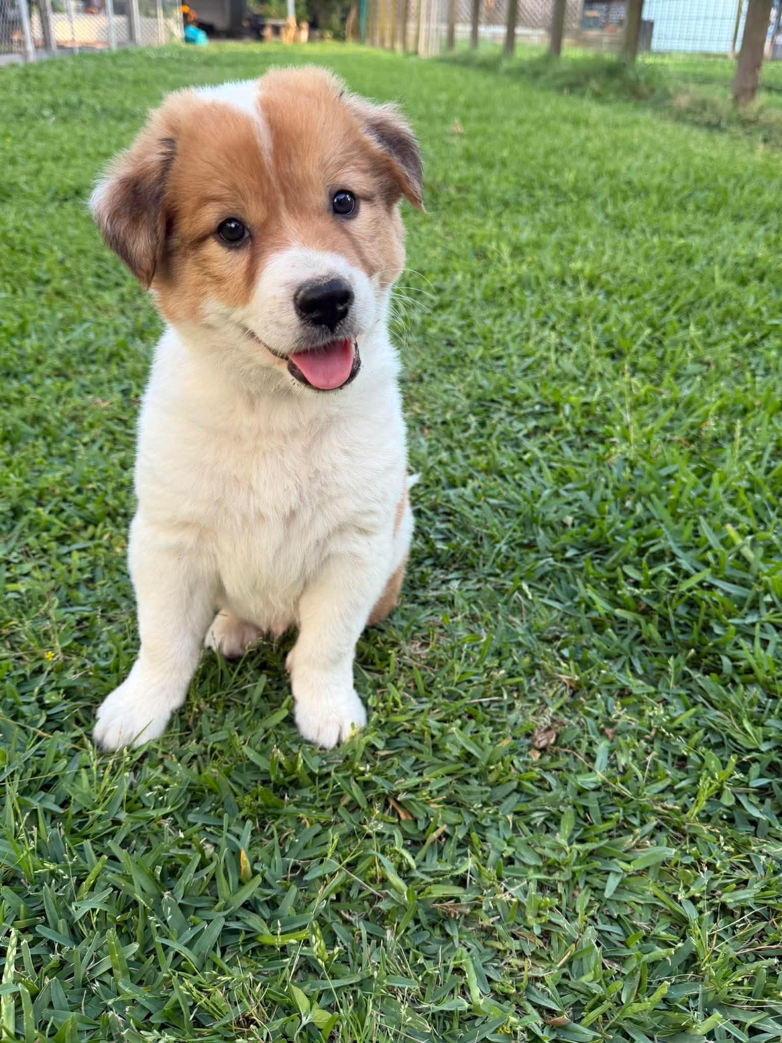 Beau , an adopted mixed breed in Fredericksburg, VA image 6/6