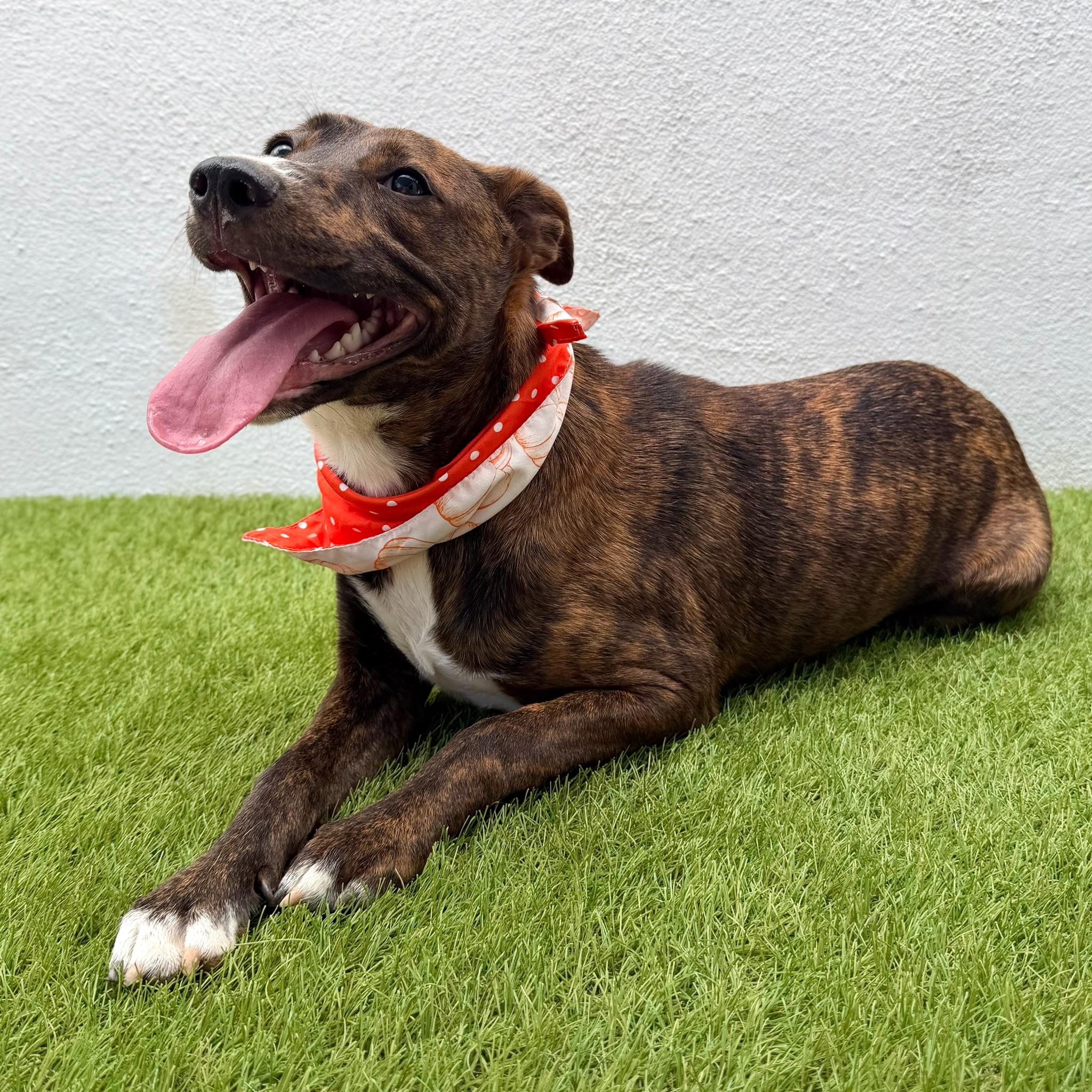 Enlarge CARINA, a Adoptable mixed breed in La Jolla, CA image 4/6