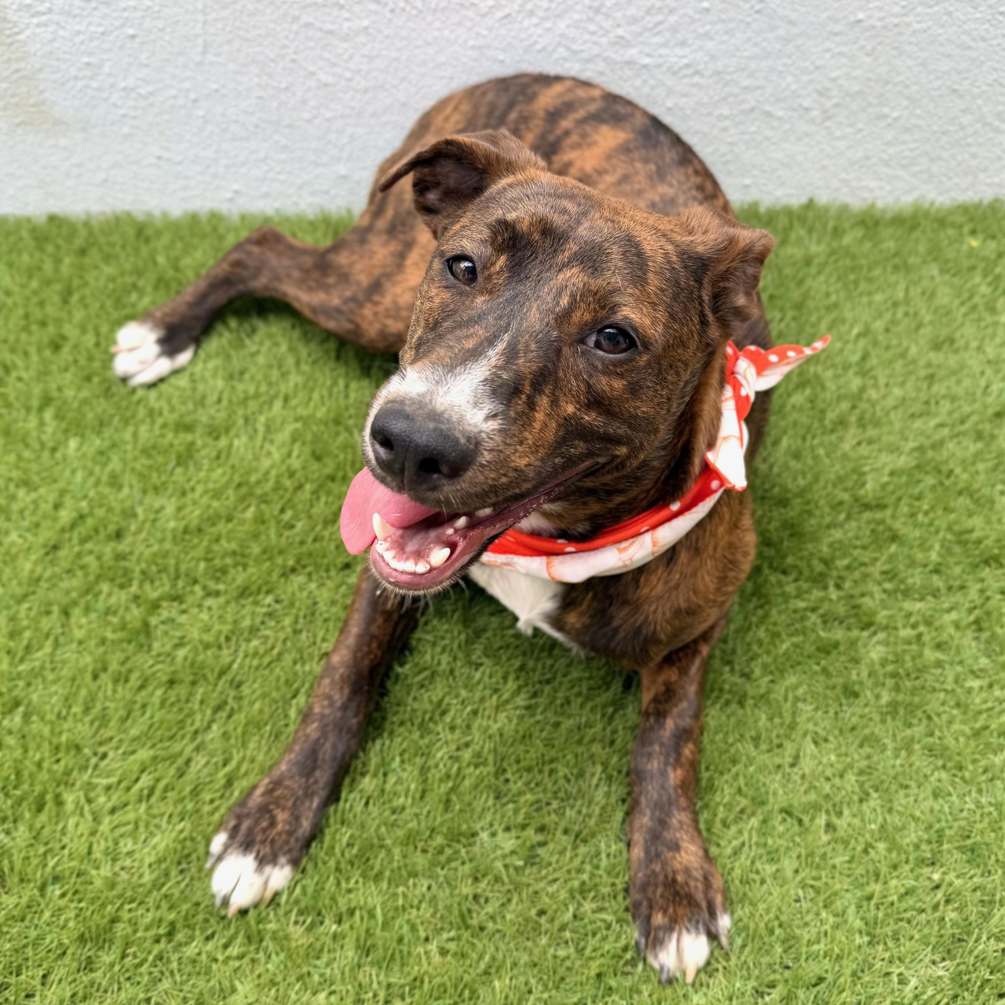 Enlarge CARINA, a Adoptable mixed breed in La Jolla, CA image 3/6