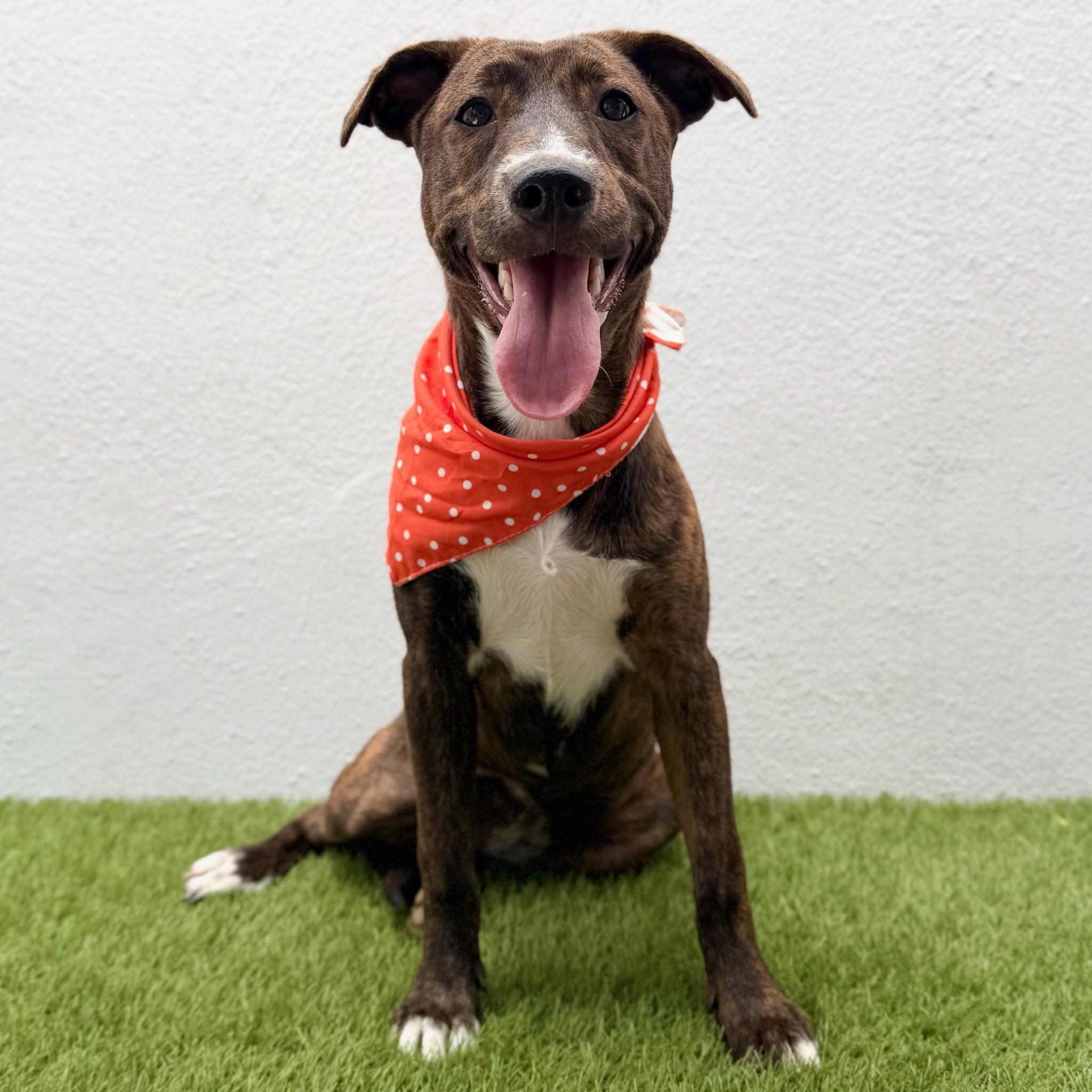 Enlarge CARINA, a Adoptable mixed breed in La Jolla, CA image 5/6