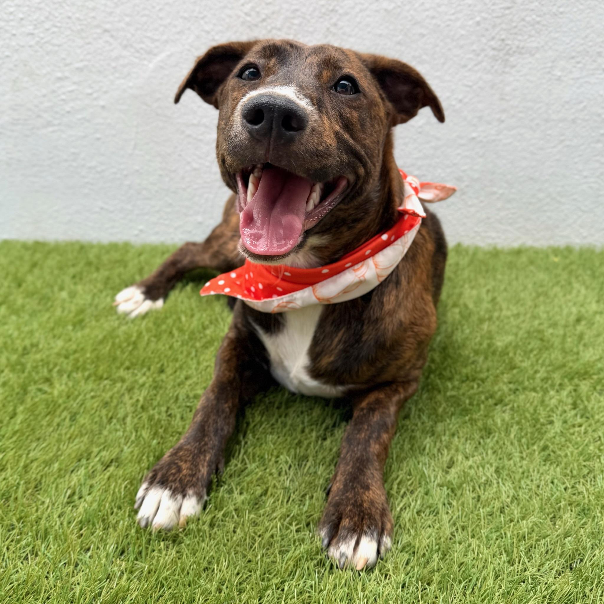 Enlarge CARINA, a Adoptable mixed breed in La Jolla, CA image 2/6