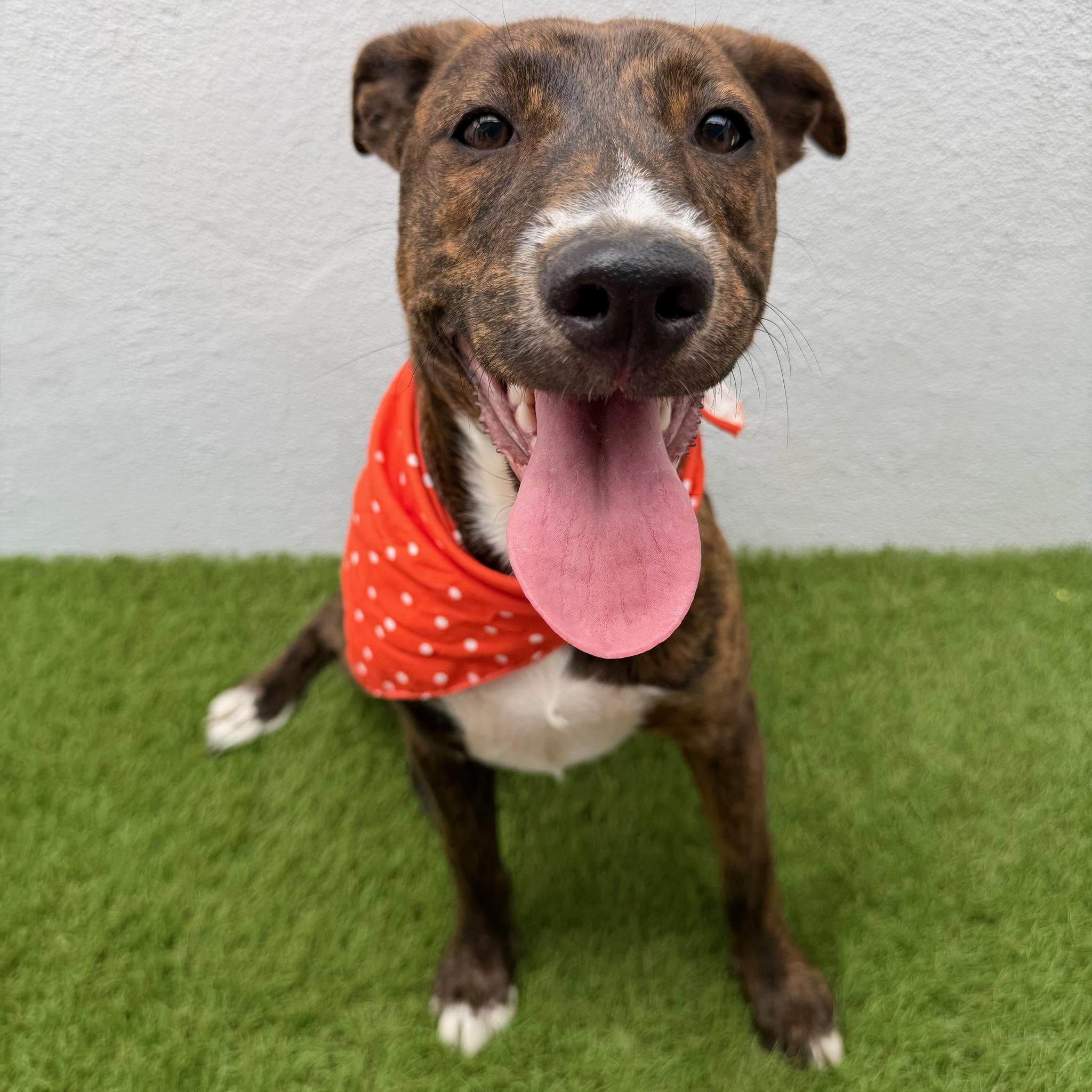CARINA, Adoptable, Puppy Female Labrador Retriever.