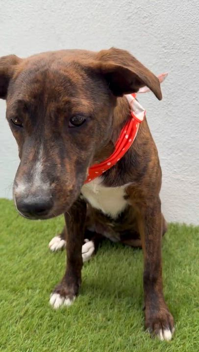 Enlarge CARINA, a Adoptable mixed breed in La Jolla, CA video 6/6