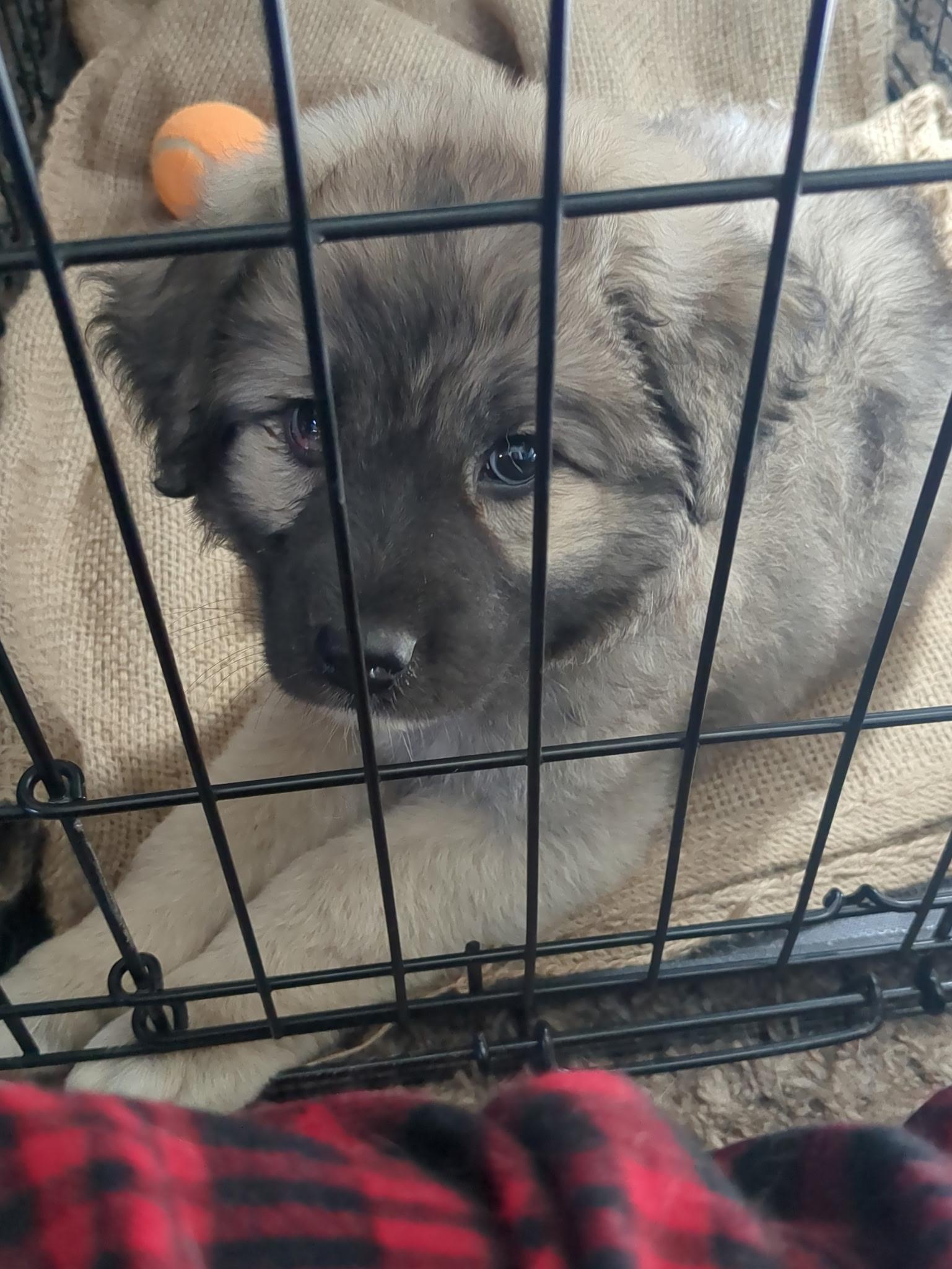 Enlarge SMOKE, an adopted mixed breed in Chicopee, MA image 3/4