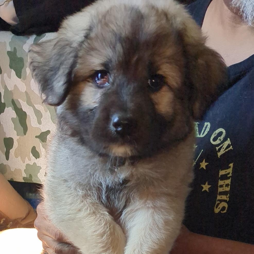 Enlarge SMOKE, an adopted mixed breed in Chicopee, MA image 1/4