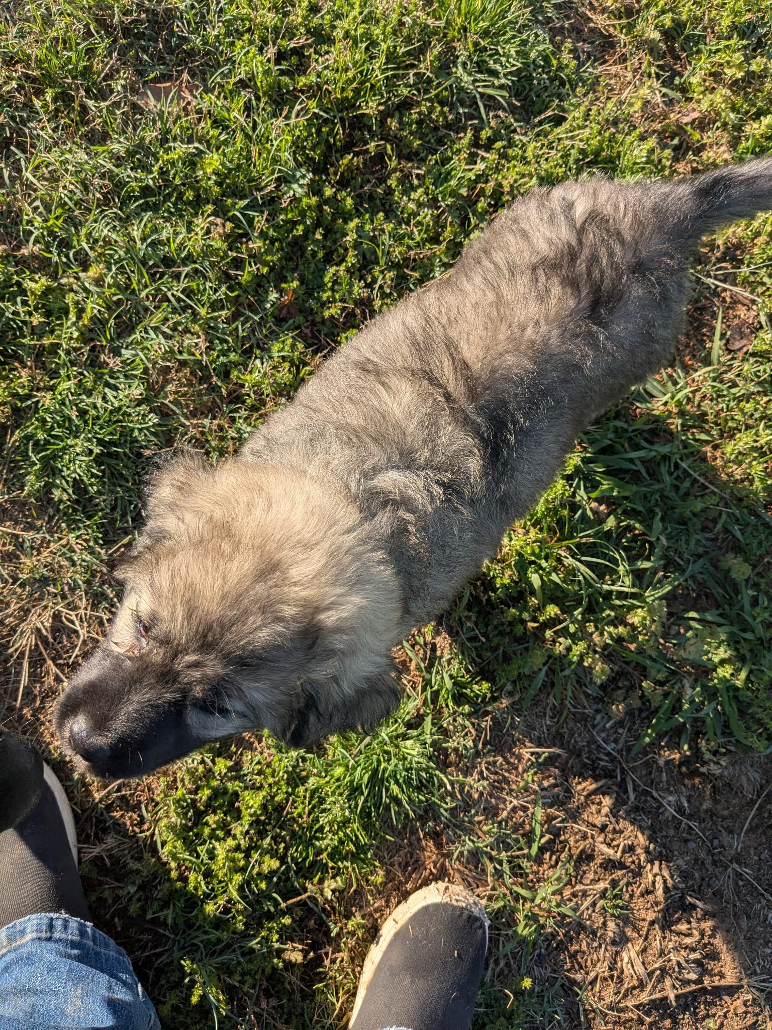 Enlarge SMOKE, an adopted mixed breed in Chicopee, MA image 4/4