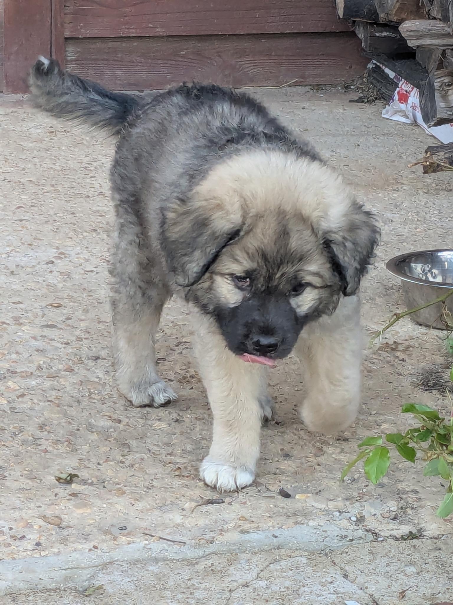Enlarge SMOKE, an adopted mixed breed in Chicopee, MA image 2/4