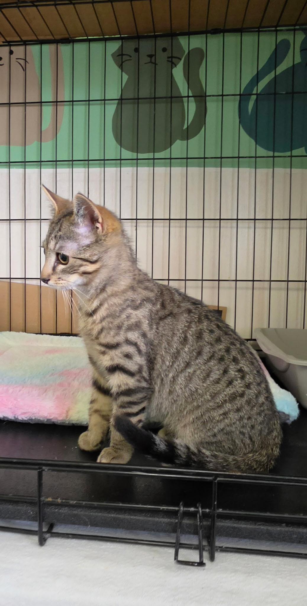 Enlarge Egg, an adoption pending Domestic Short Hair in Delmar, NY image 2/2