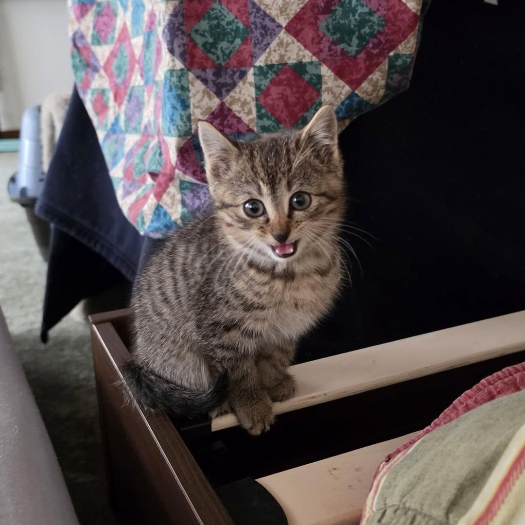Enlarge Egg, an adoption pending Domestic Short Hair in Delmar, NY image 1/2