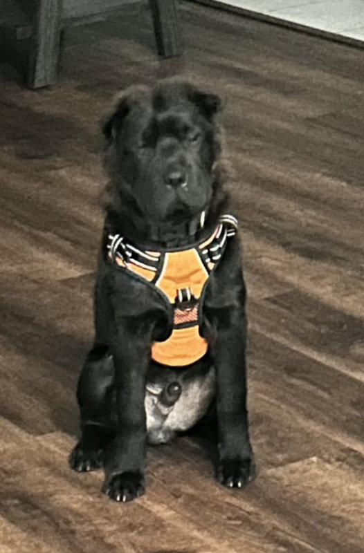 Hercules, Adoptable, Adult Male Shar-Pei.