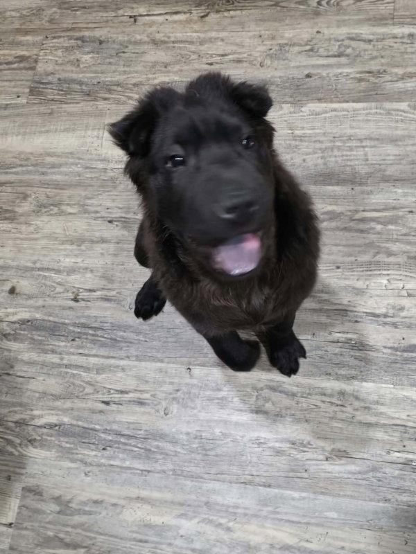 Enlarge Hercules, a Adoptable Shar-Pei in Dallas, TX image 1/2