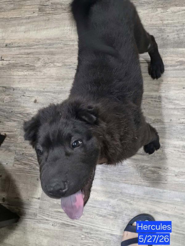 Enlarge Hercules, a Adoptable Shar-Pei in Dallas, TX image 2/2