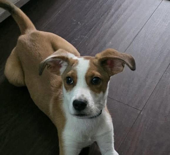 BASIL, Adoptable, Young Male Pug & Beagle.