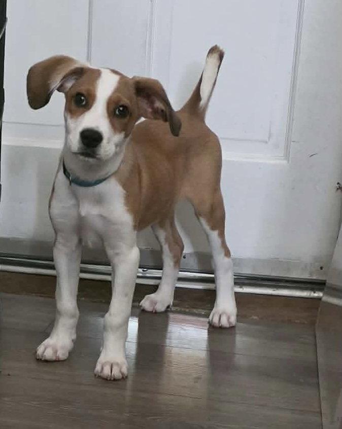 Enlarge BASIL, a Adoptable mixed breed in Pomfret Center, CT image 2/3