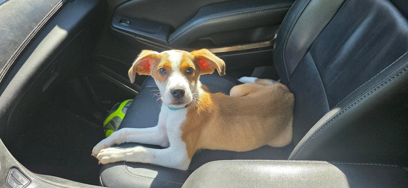 Enlarge BASIL, a Adoptable mixed breed in Pomfret Center, CT image 3/3