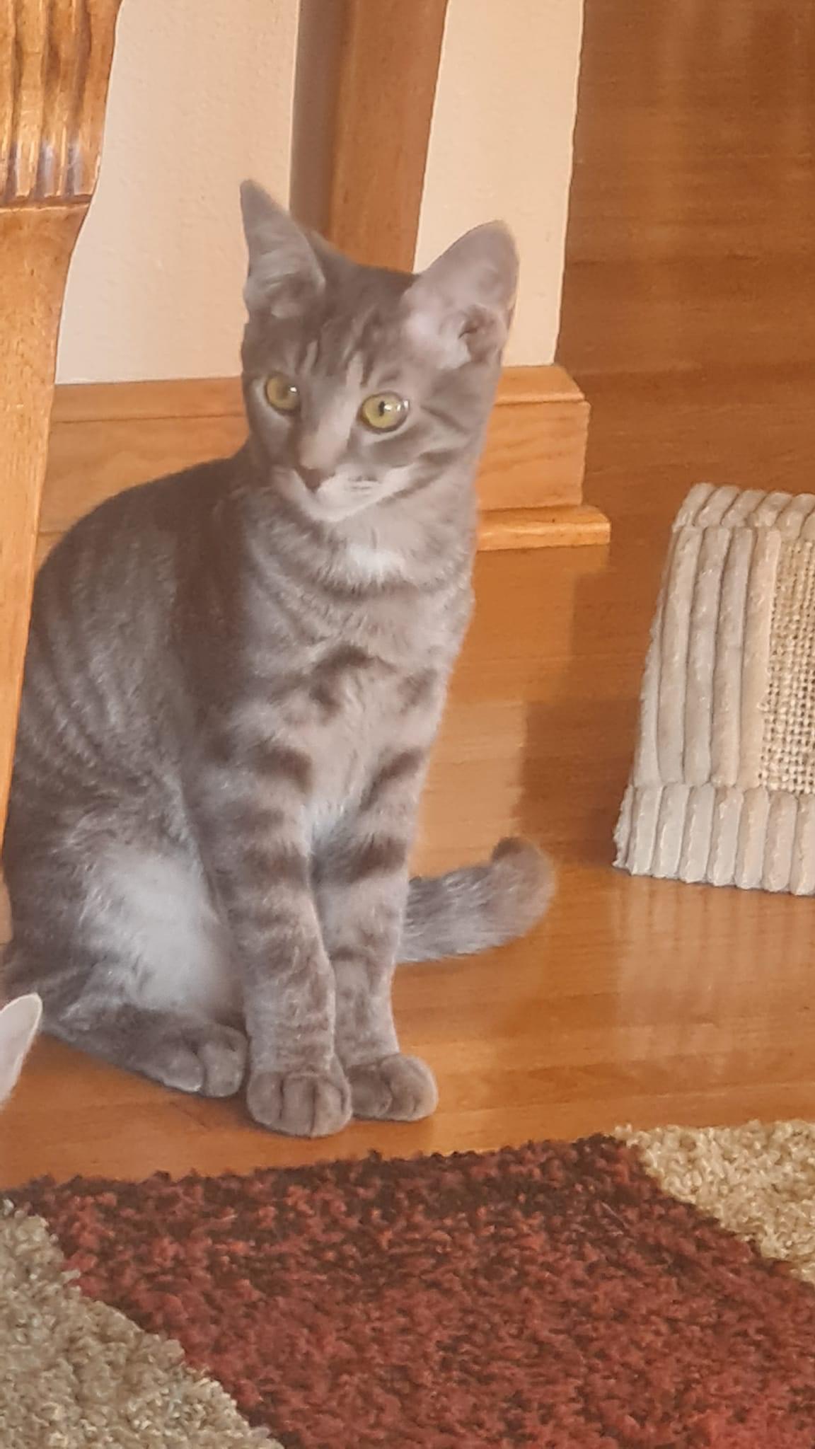 Enlarge Harry, a Adoptable Domestic Short Hair in West newton, PA image 1/1