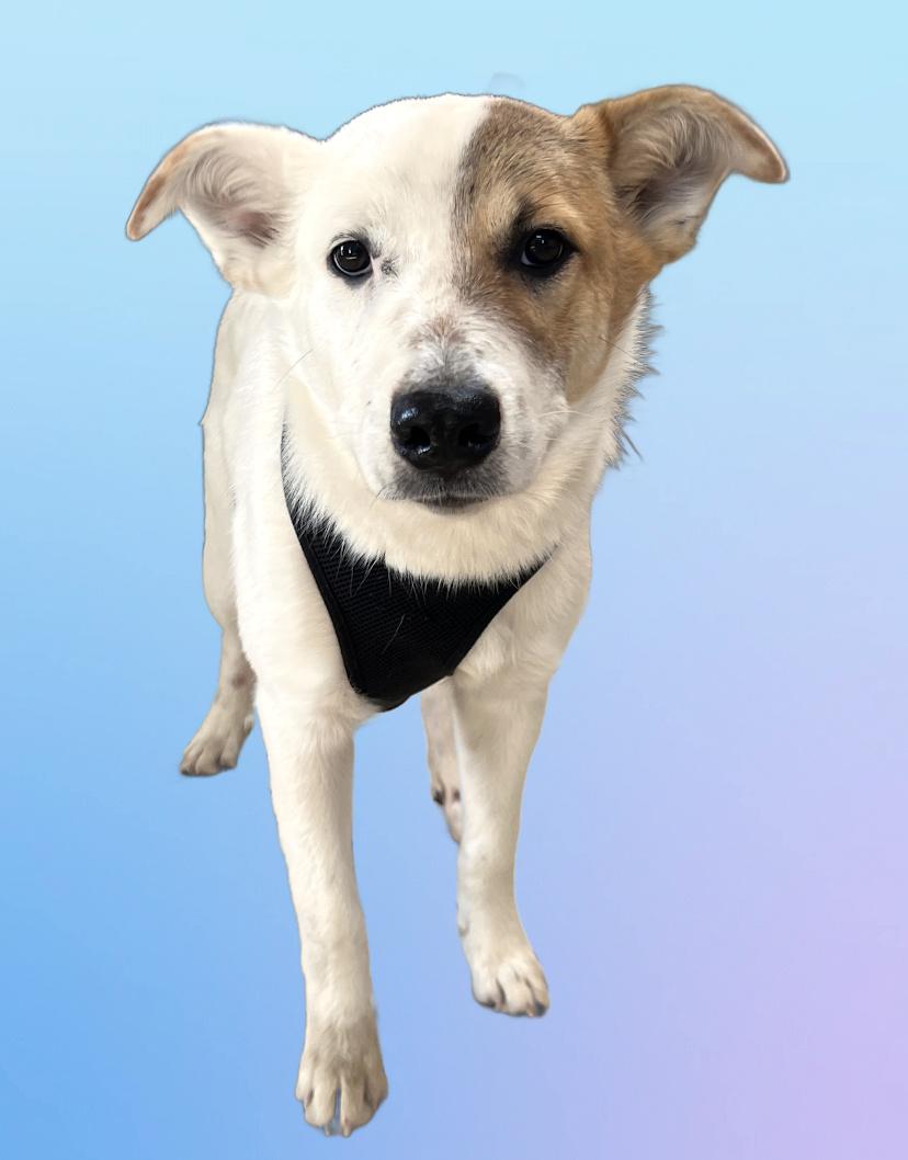 Enlarge Teddy, a ADOPTABLE mixed breed in Granbury, TX image 3/3