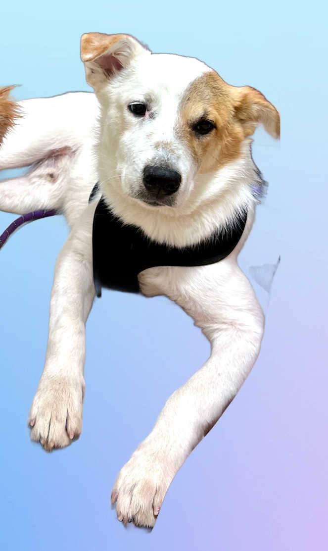 Enlarge Teddy, a ADOPTABLE mixed breed in Granbury, TX image 2/3