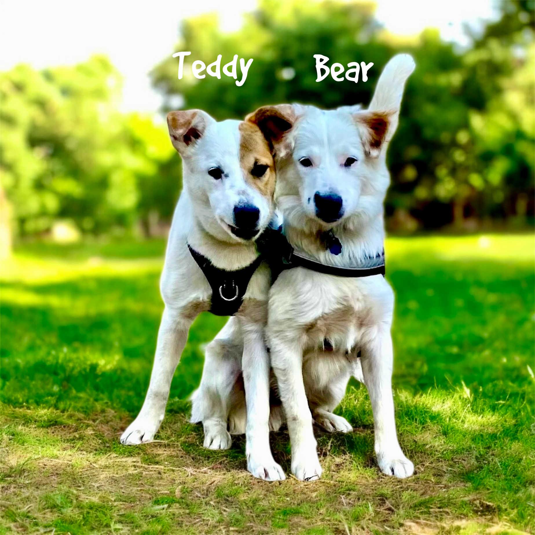 Enlarge Teddy, a ADOPTABLE mixed breed in Granbury, TX image 1/3
