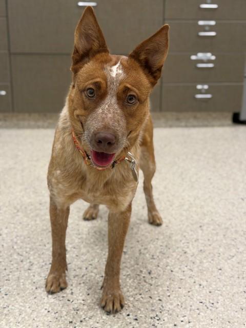 Enlarge SUSIE, a Adoptable Australian Cattle Dog / Blue Heeler in Brighton, CO image 1/1