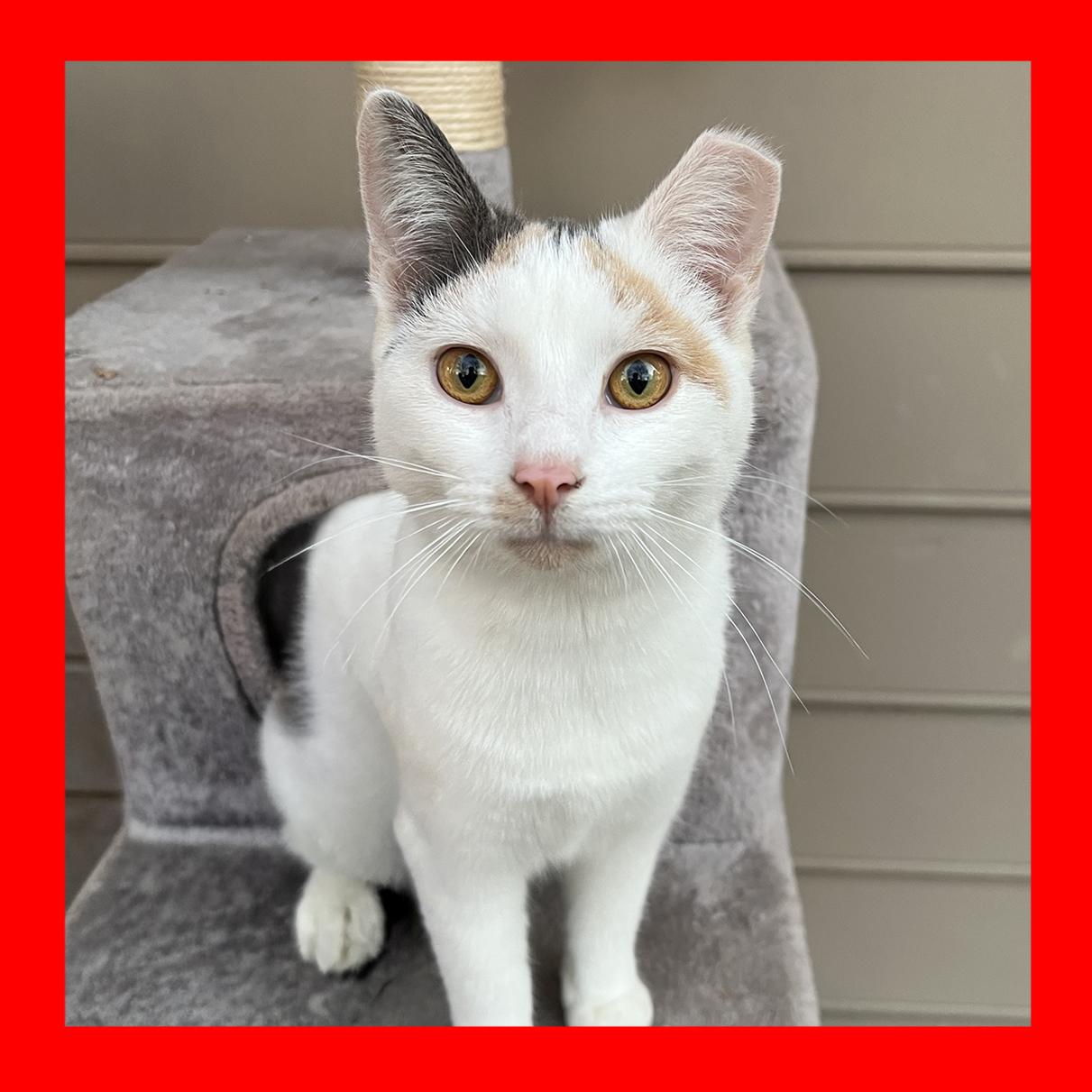 Tommy, ADOPTABLE, Young Female Calico.