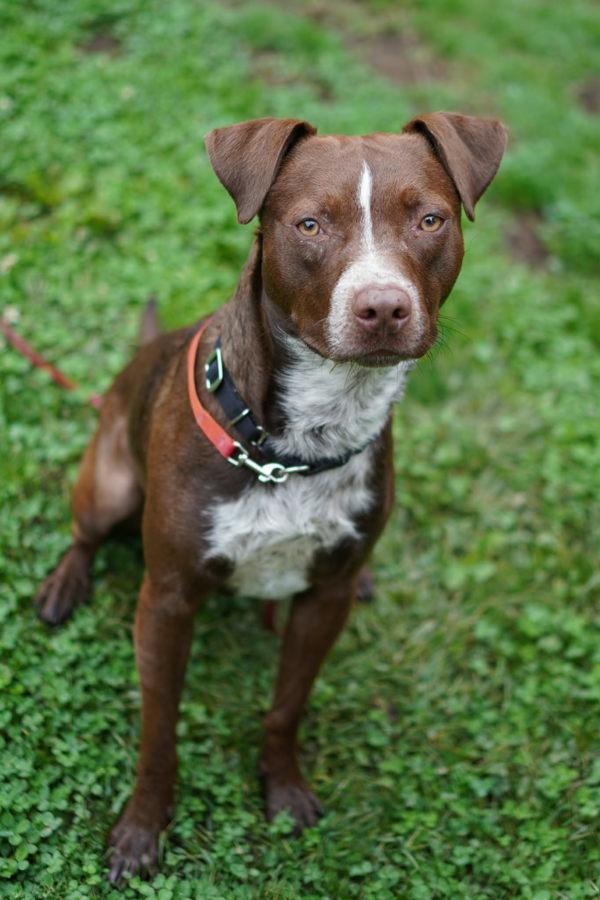 Gunner, Adoptable, Young Male Pit Bull Terrier.