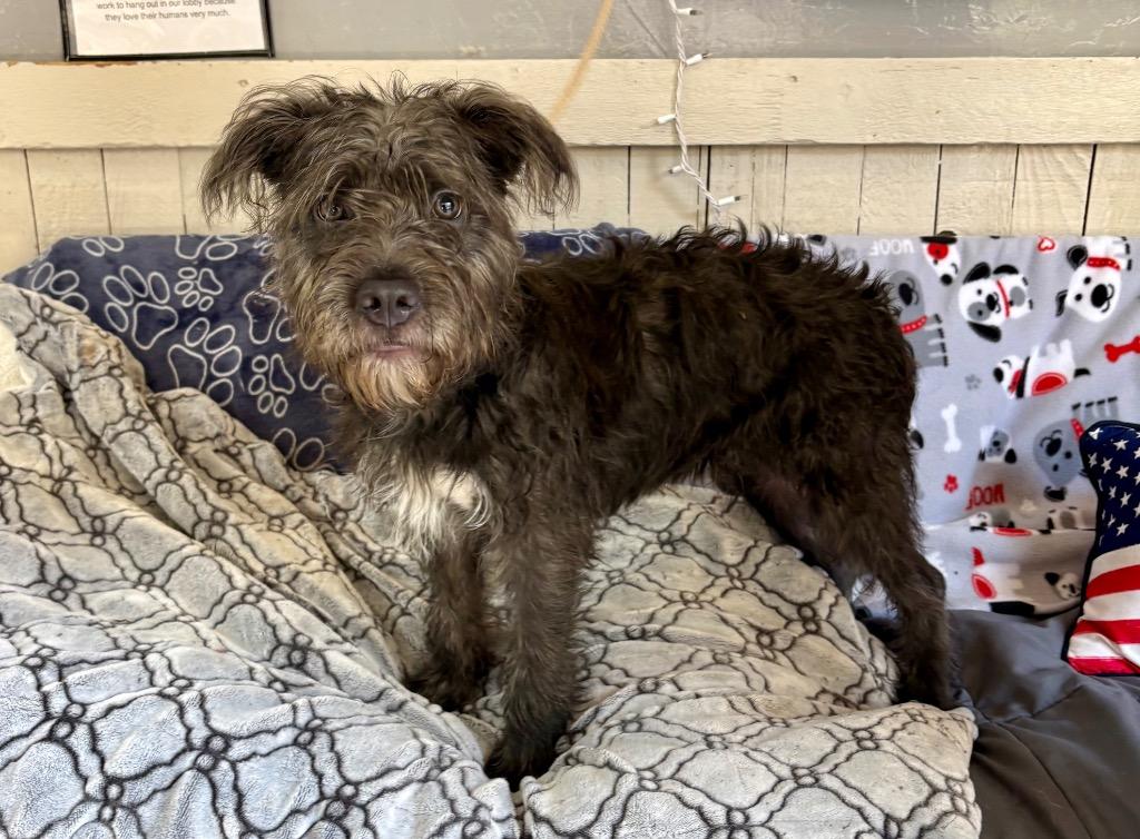 FUZZBALL, Adoptable, Puppy Male Terrier.