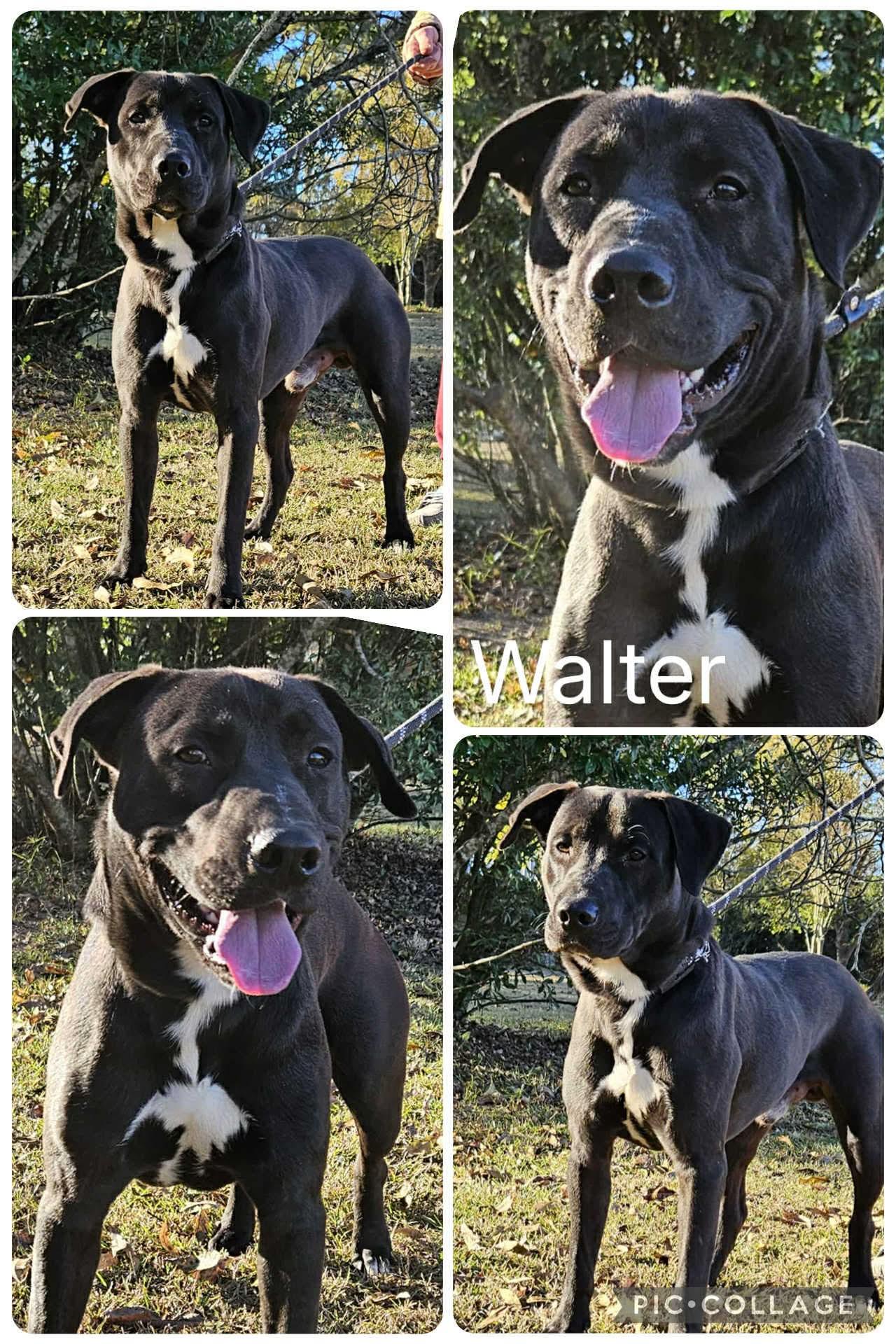 Walter, Adoptable, Young Male Labrador Retriever.
