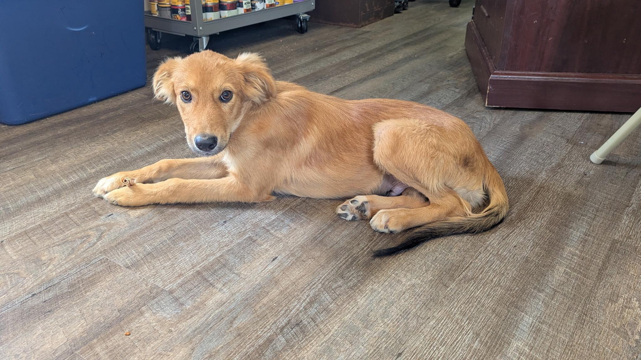 Charlie, adopted, Puppy Male Golden Retriever.