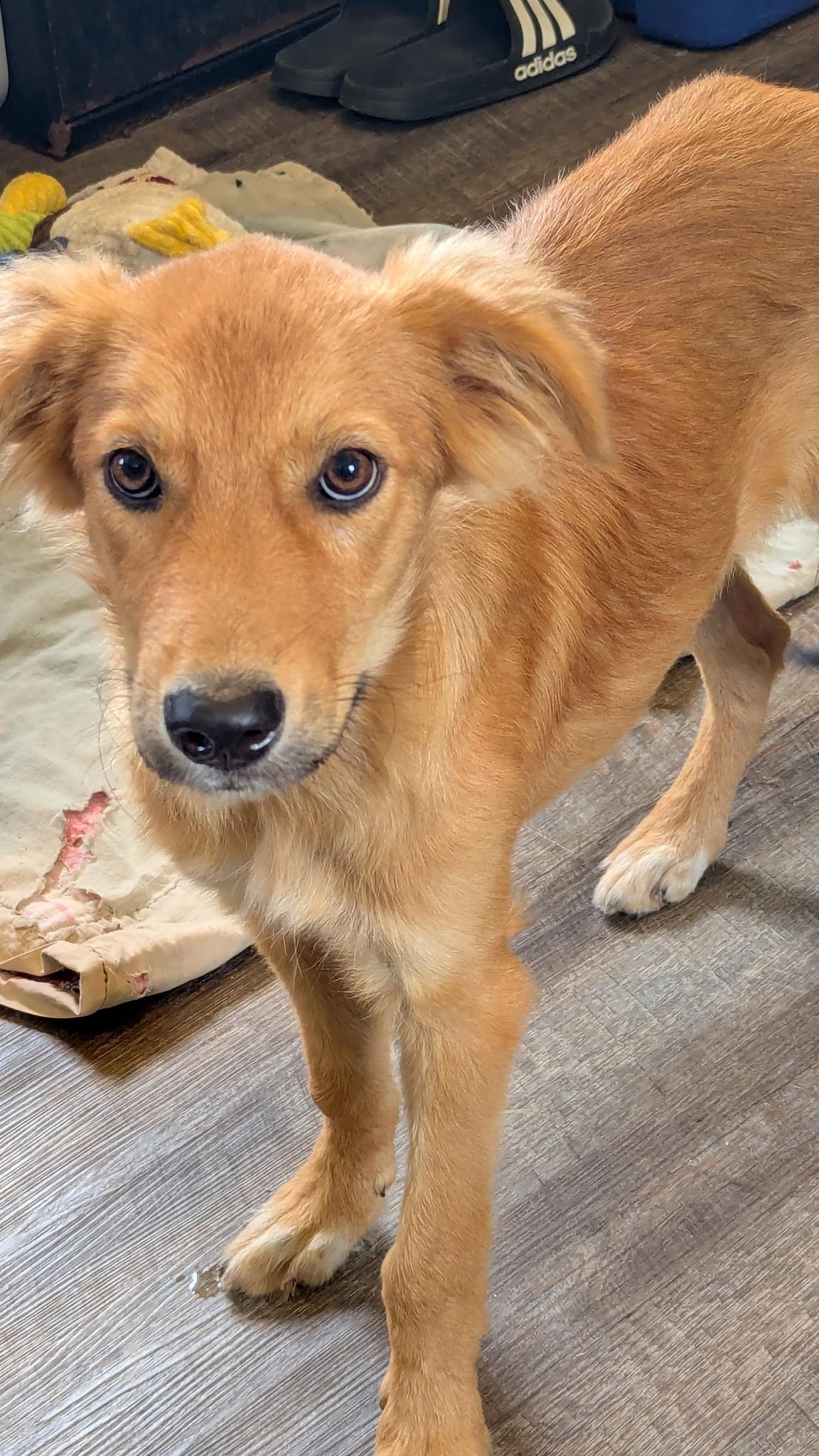 Enlarge Charlie, an adopted mixed breed in Cherokee Village, AR image 2/2