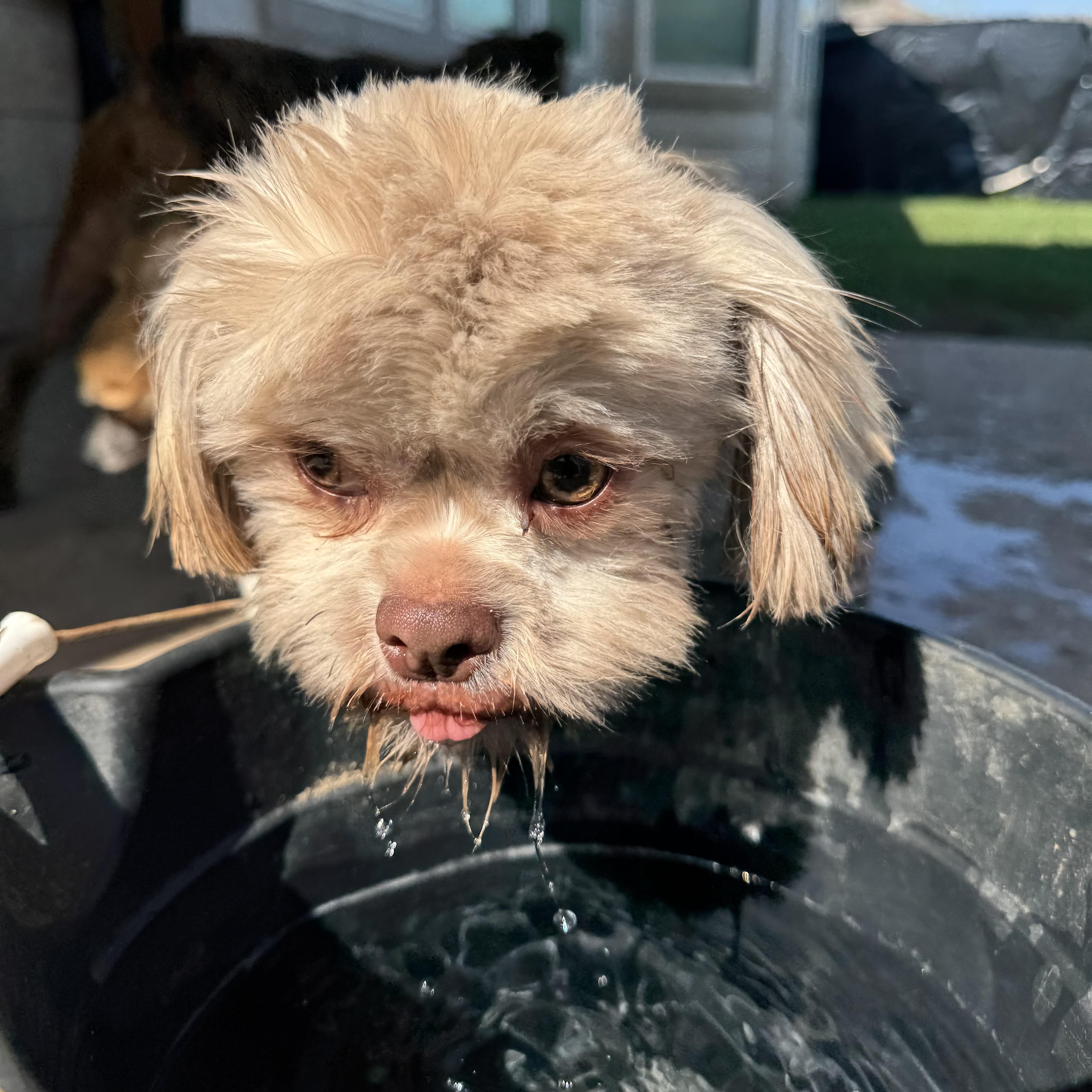 Enlarge Teddy, a Adoptable Shih Tzu in Wilmington, NC image 5/6
