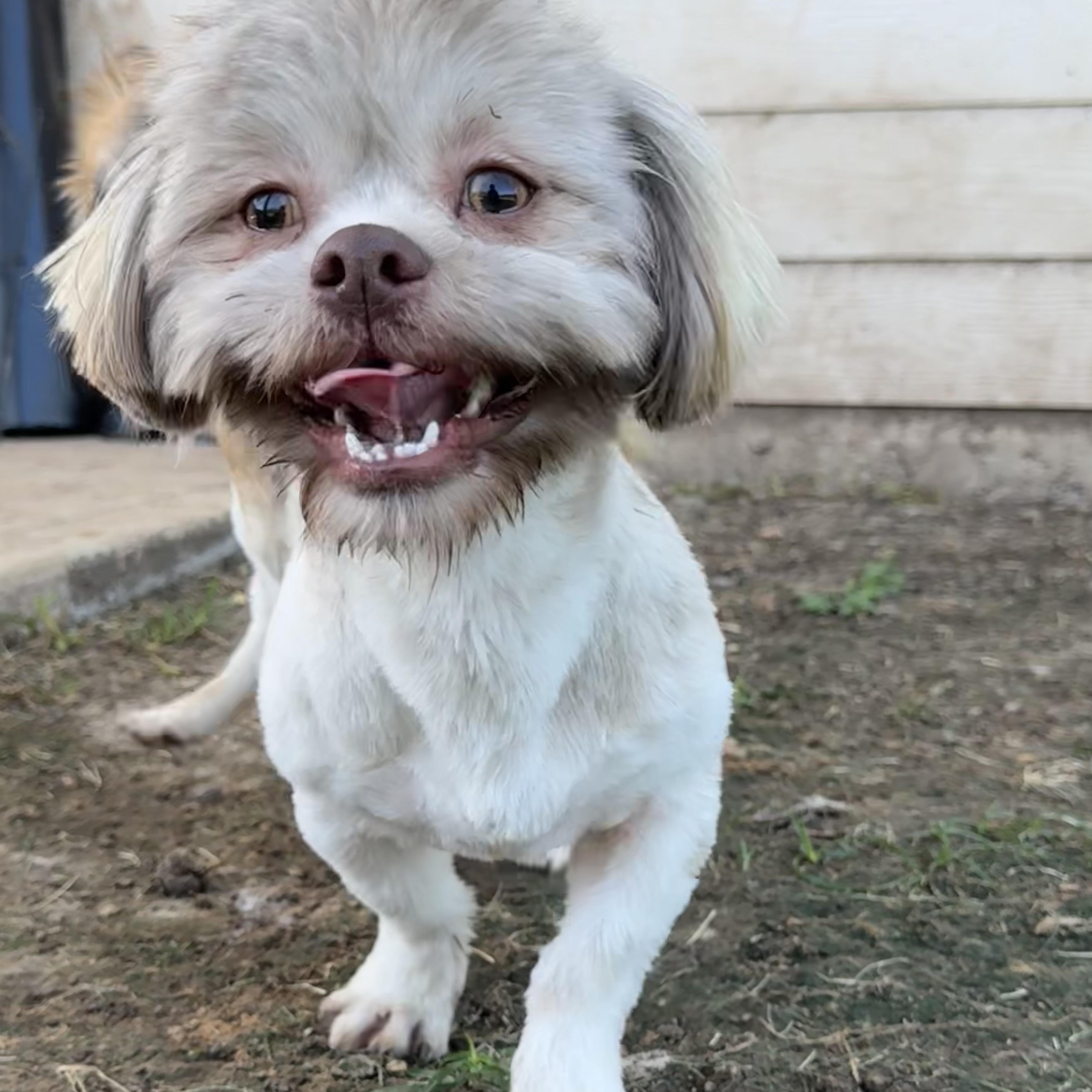 Enlarge Teddy, a Adoptable Shih Tzu in Wilmington, NC image 3/6