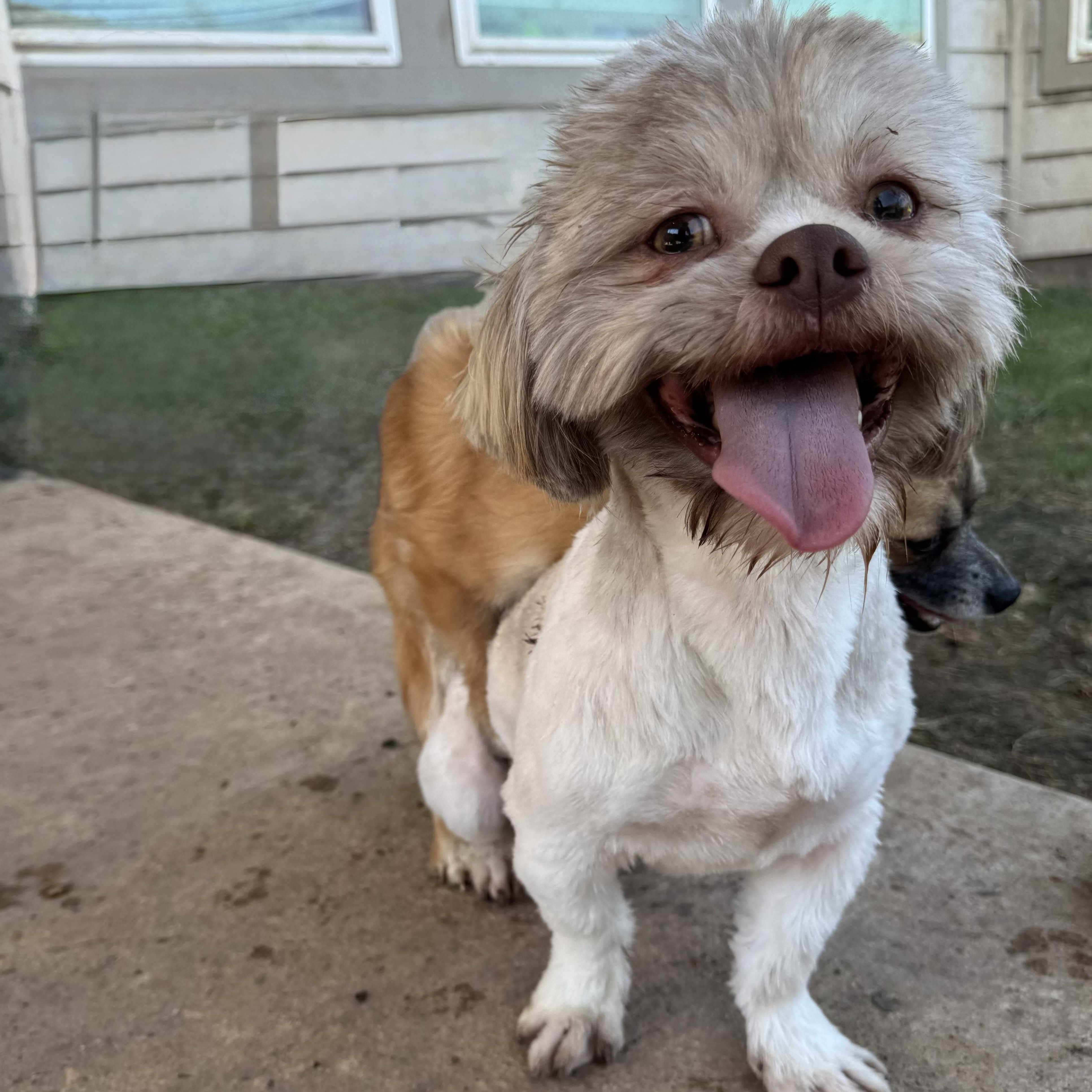 Enlarge Teddy, a Adoptable Shih Tzu in Wilmington, NC image 4/6
