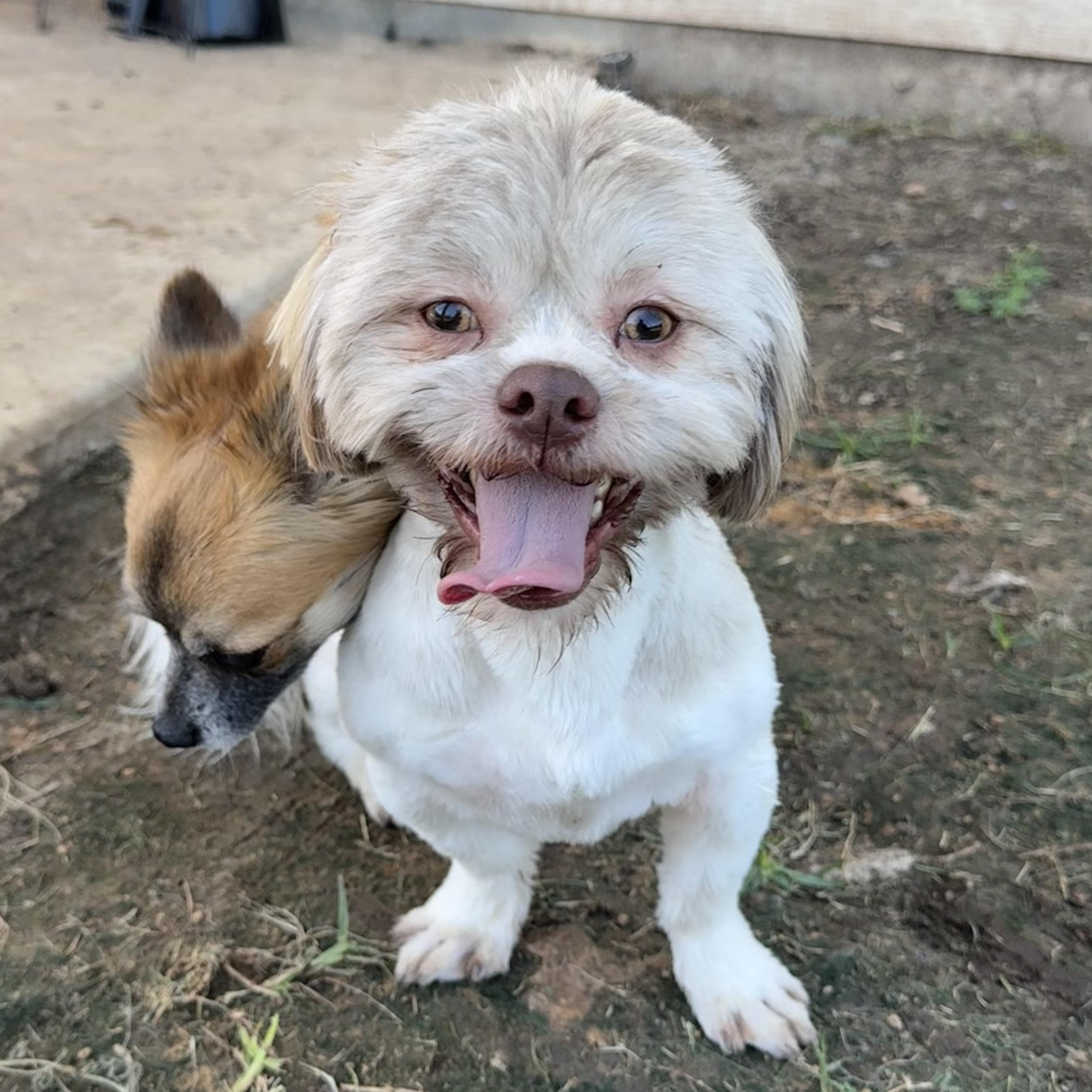 Enlarge Teddy, a Adoptable Shih Tzu in Wilmington, NC image 2/6