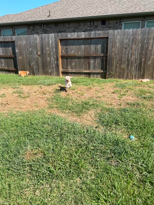 Enlarge Teddy, a Adoptable Shih Tzu in Wilmington, NC video 6/6