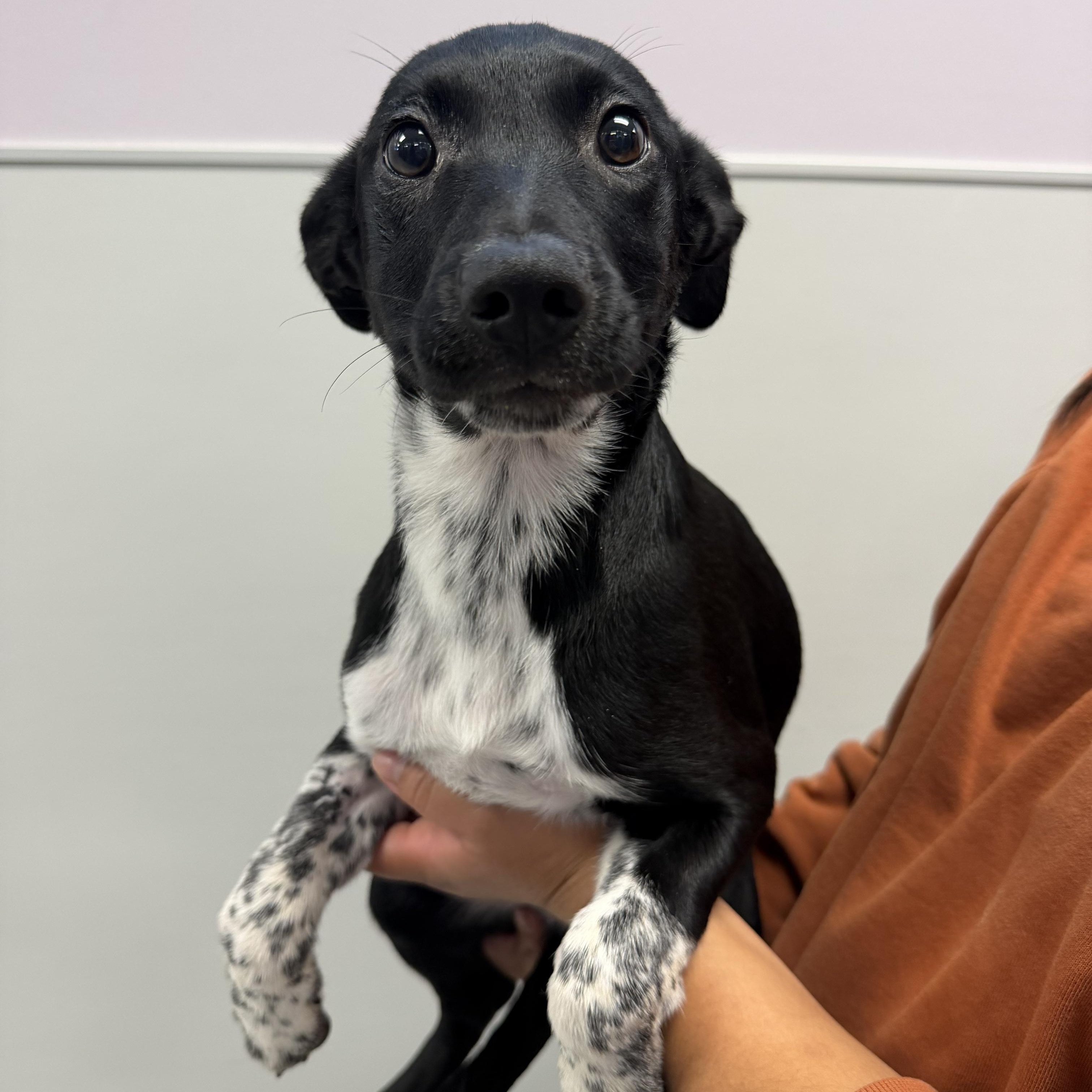 Roo, Adopted, Puppy Female Mixed Breed.