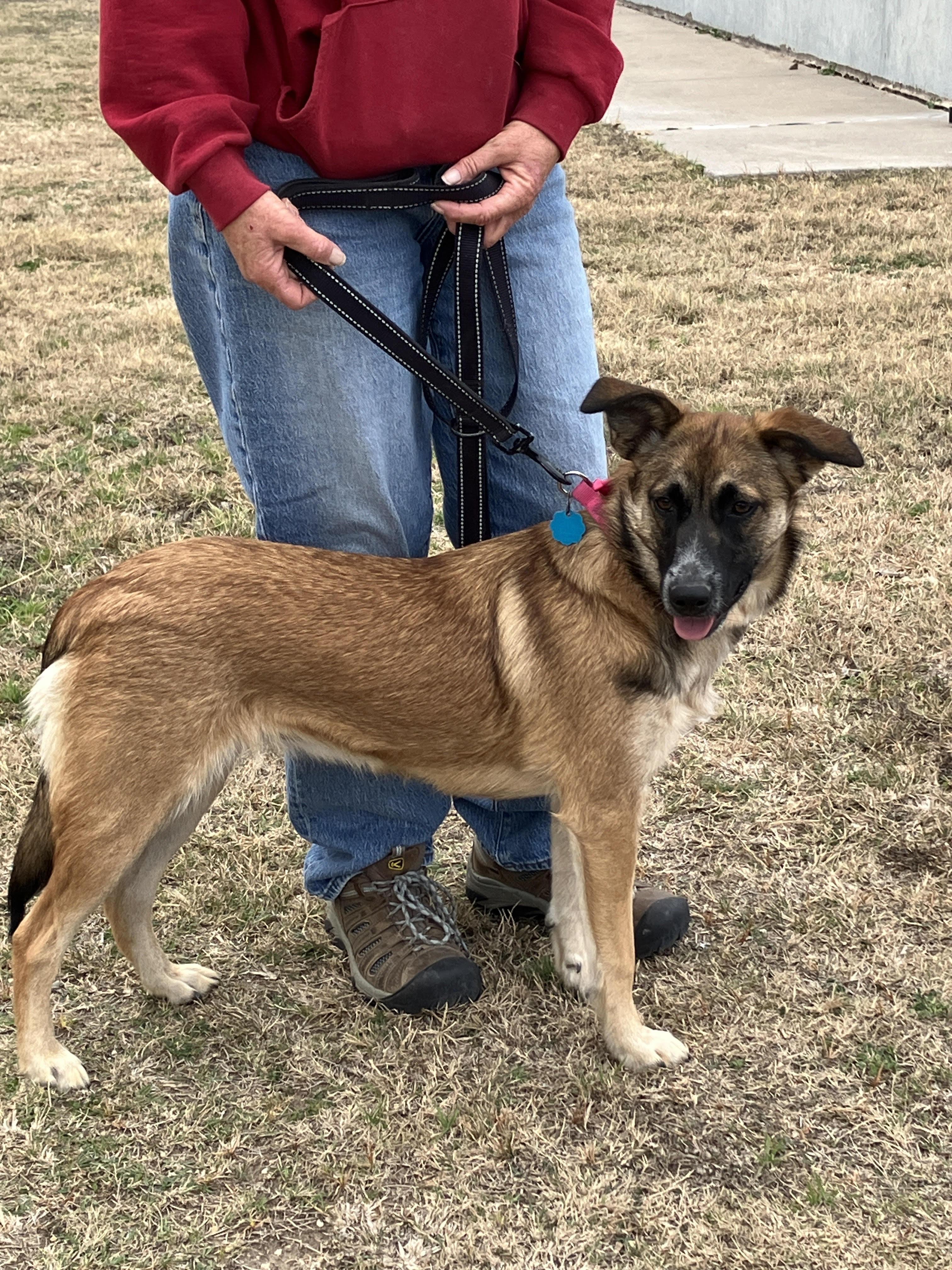 Enlarge ASIA-Adorable and Active, a ADOPTABLE mixed breed in Stephenville, TX image 1/6